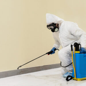 mould removal services